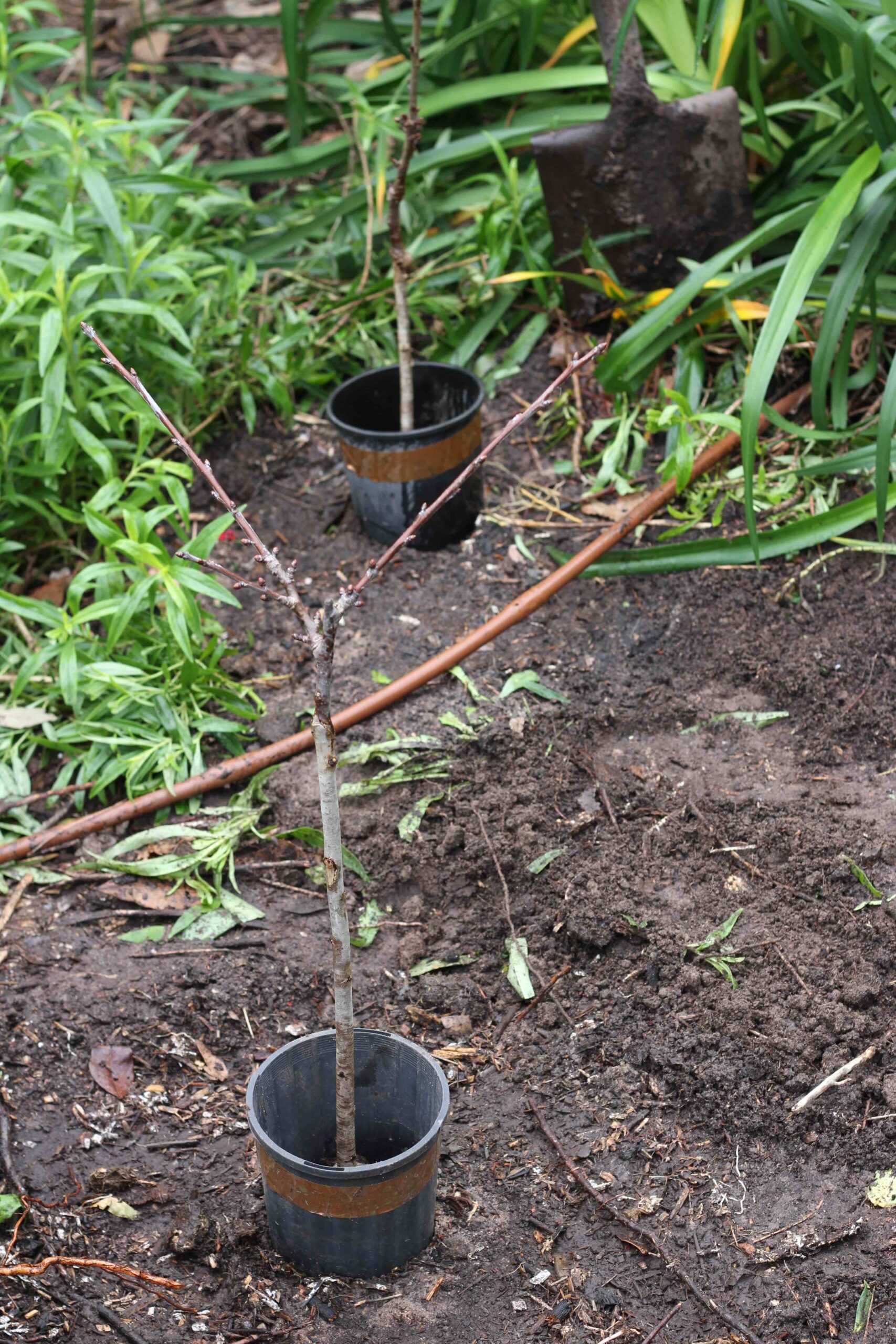 Planting bare-rooted trees